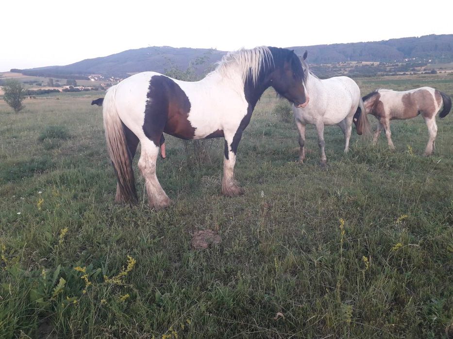 Продавам  женско конче