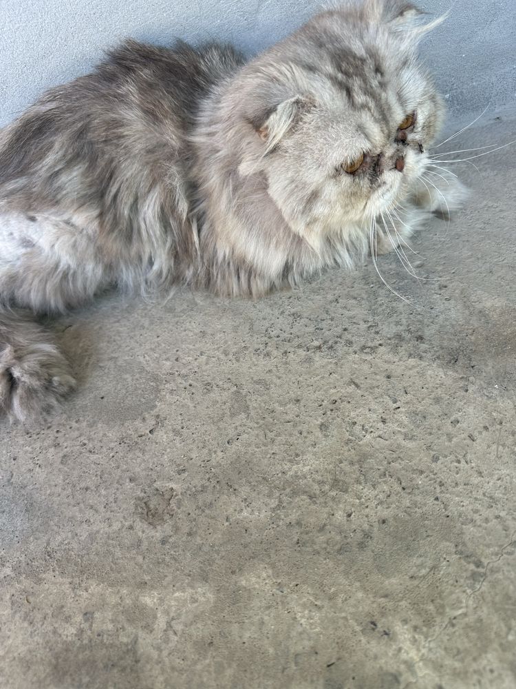 Mushuk sotiladi. Persian zotli mushuk
