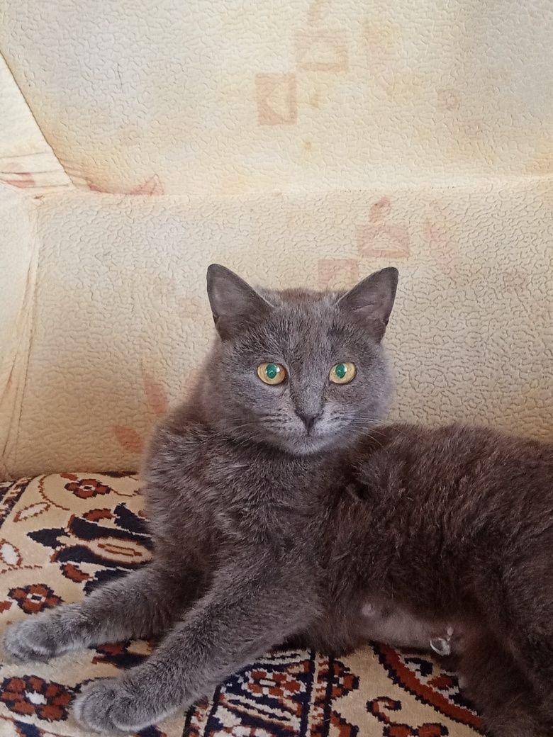 Кошечка породистая