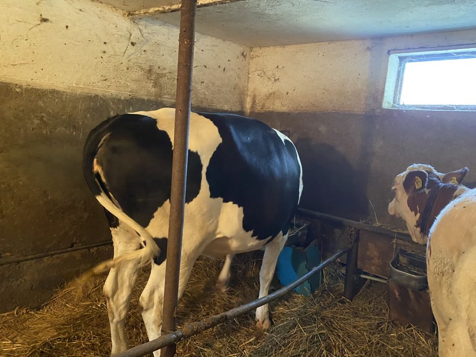 Vițea Holstein cu varsta de  1 an