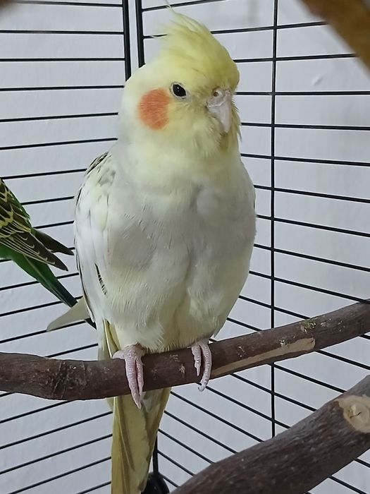 Попугай самка корелла