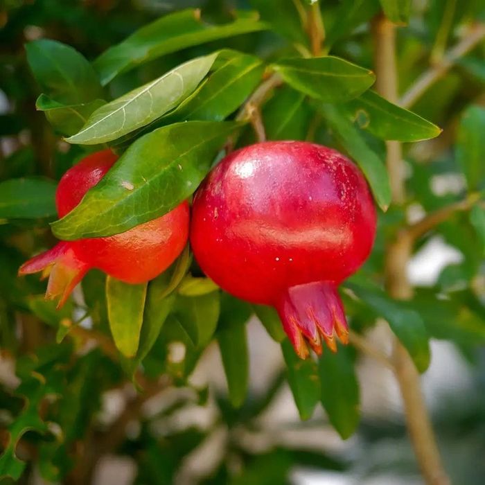 Pomi Fructiferi EXOTICI la Ghiveci (Rodiu )