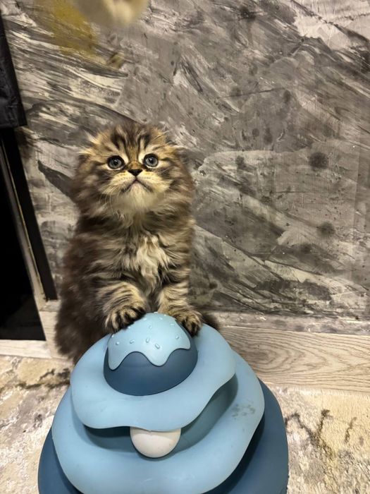 Продается скотиш фолд