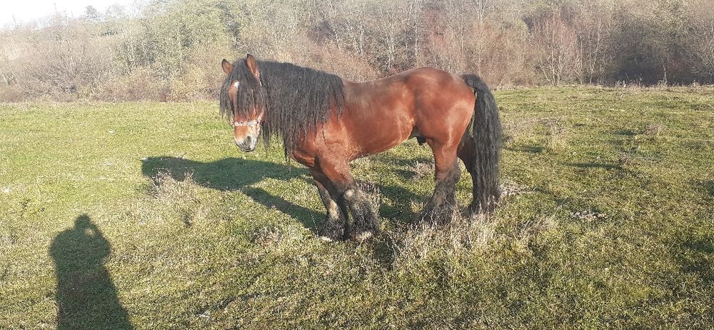Vând armăsar foarte Cuminte