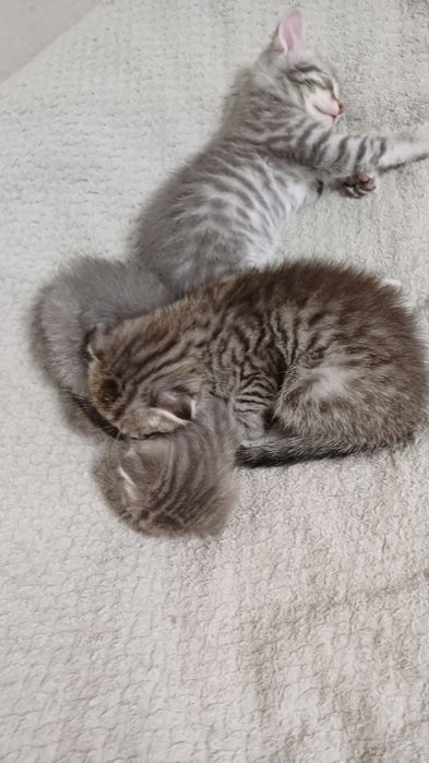 Продам шотландских котят