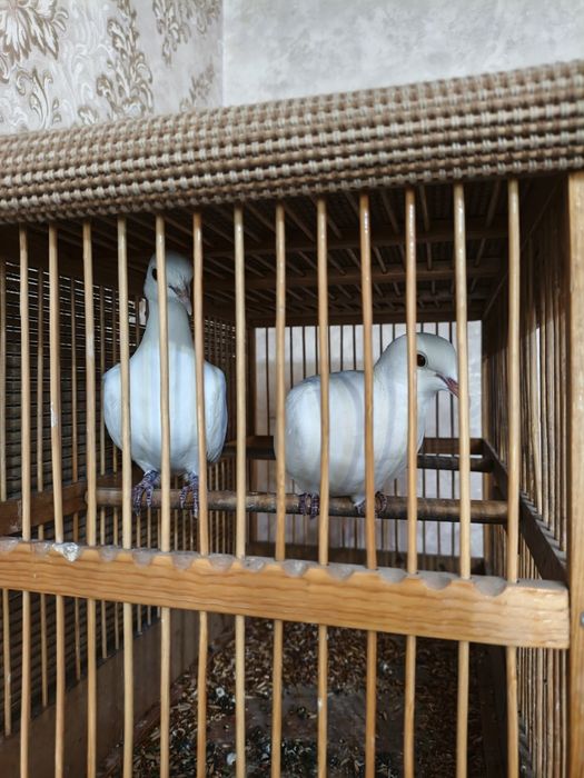 Oq Musicha obmen sayroqi qushga