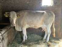 Vand vaca fatata recent