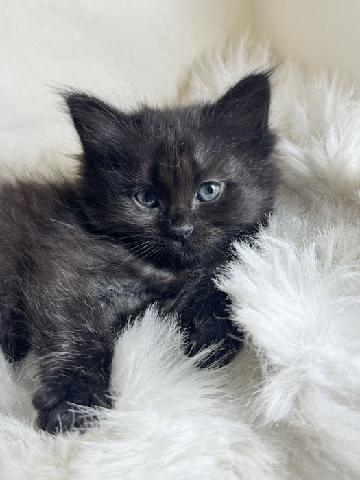 продается кошка 1 месячная