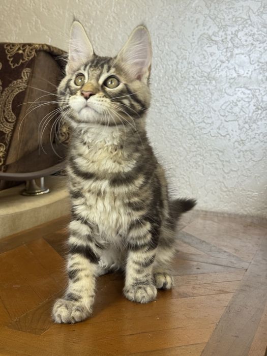 Мейн-кун котята продаётся