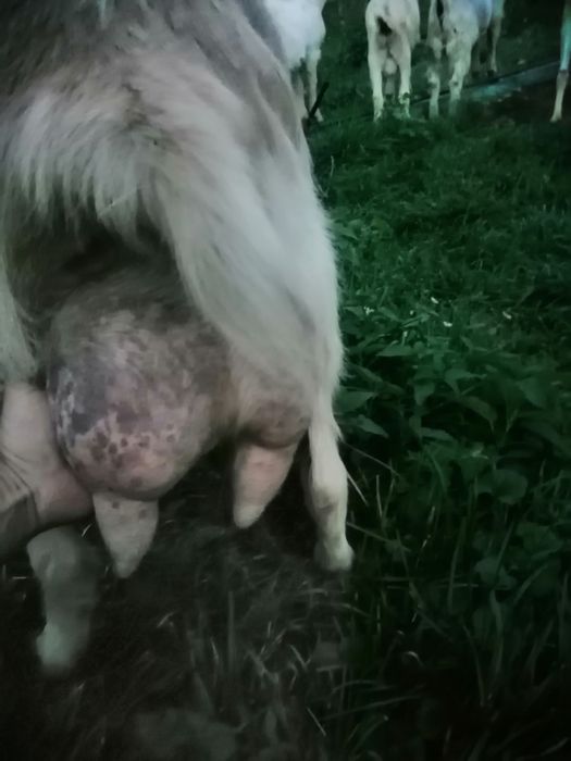 Vand capra zanen buna de lapte la a 3 fătare