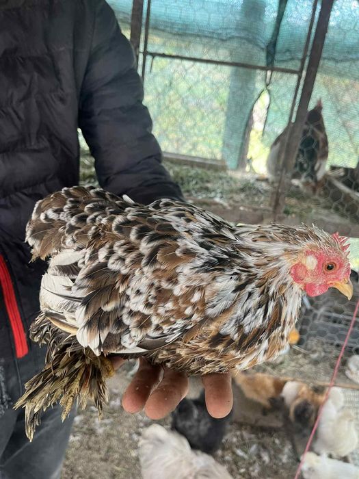 Cochin pitic portelan 2+1