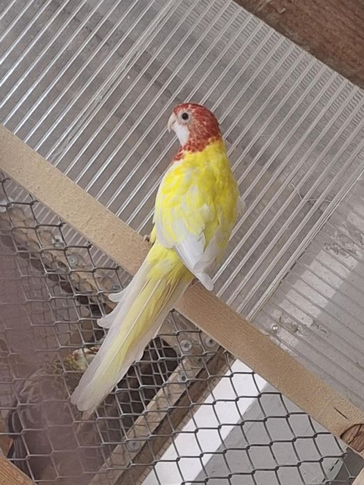 Papagali vorbitori blanzi