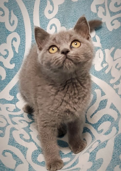 Pui fetiță British Shorthair ORADEA