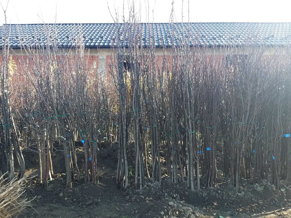 Pomi fructiferi altoiti