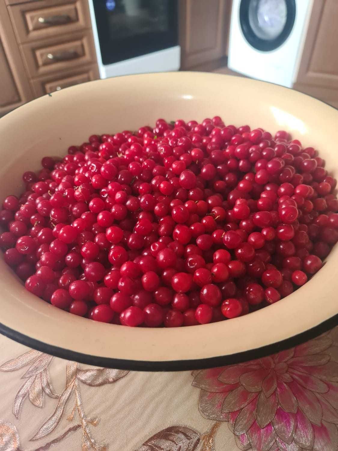 Войлочная вишня свежесобранная