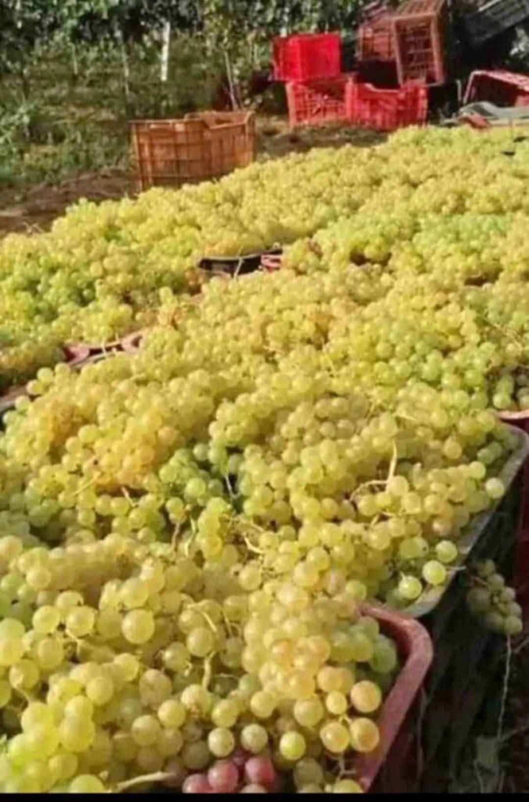Struguri pentru vin