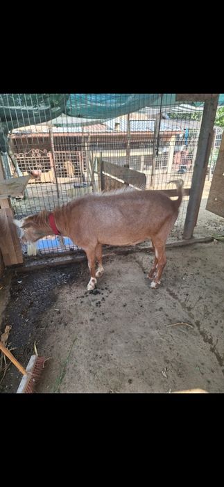 Vând țap saen varsta 1 an si 8 luni