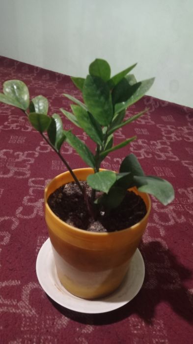 Гуллар сотилади буйи 25 30см