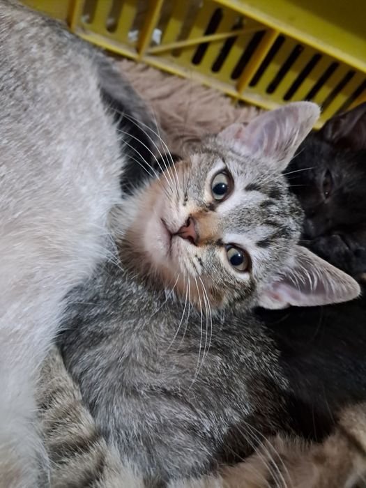 Dau spre adopție pisicuțe