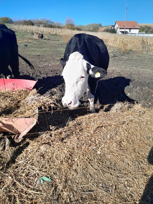 Junică la prima fătare