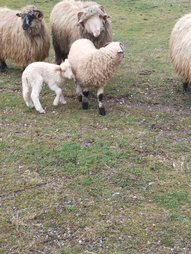 Oi și miei de vanzare
