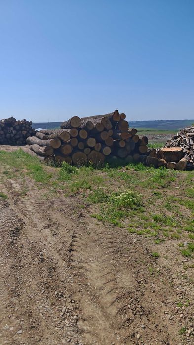 bustean stejar  gater clasa A si B