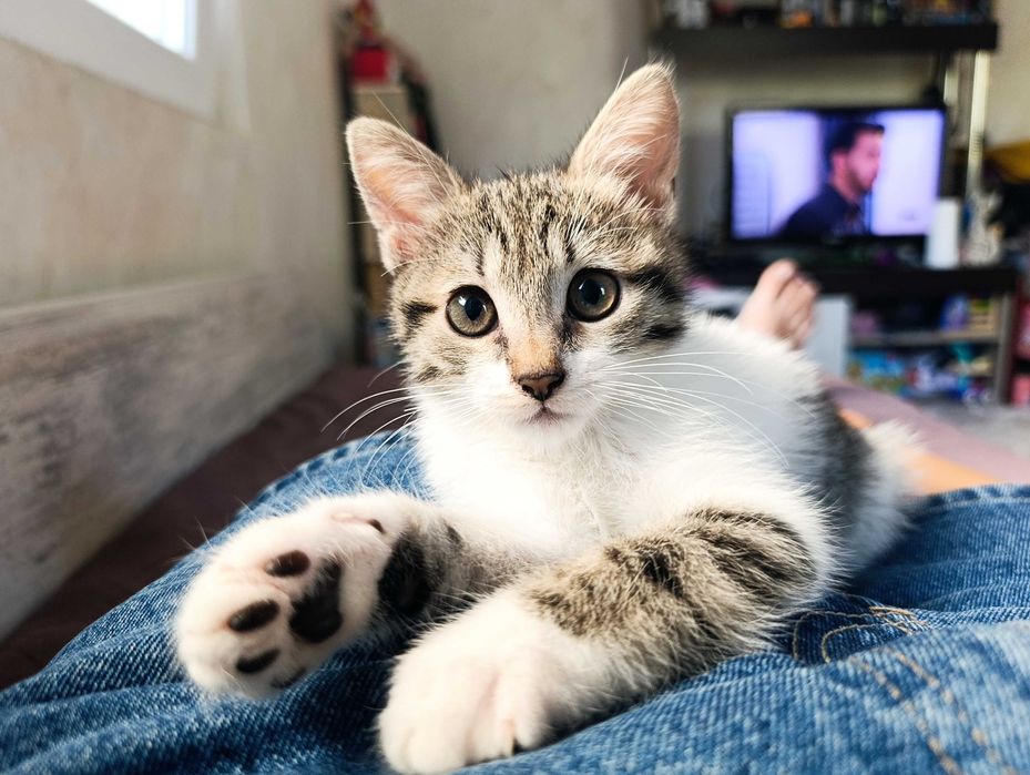 Подарявам котенце