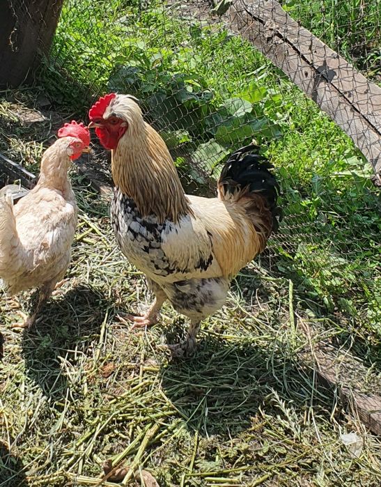 Продам петухов молодые домашние.