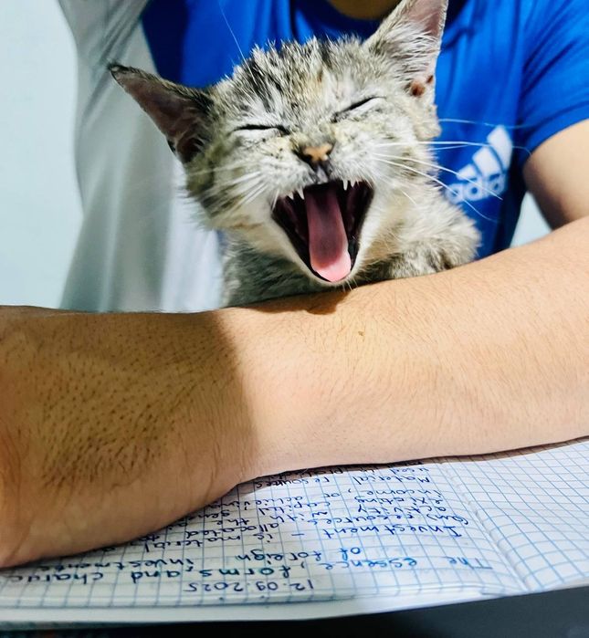 Mushukcha bepul beriladi