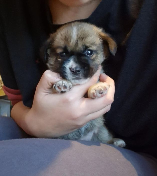 Donez 4 catelusi de talie mica