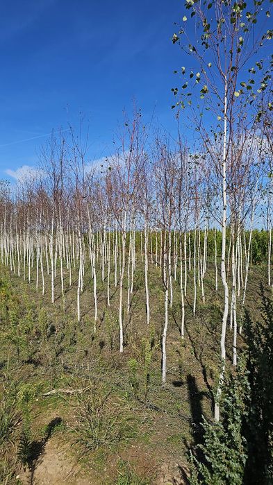 Mesteceni 4/5m oferta