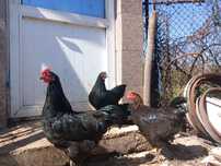 Vând cocoși Australorp tineri