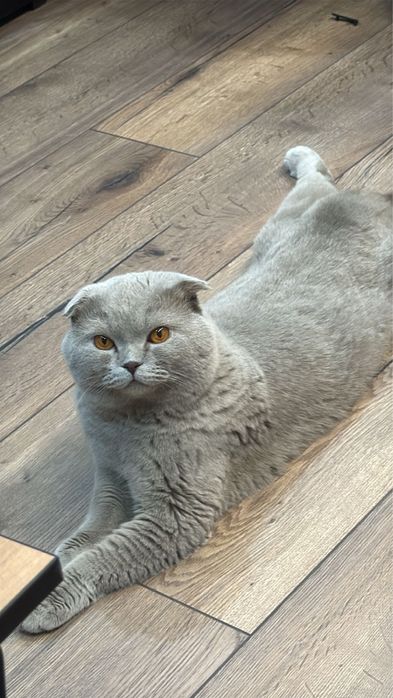 Отдам породистого кота в хорошие руки