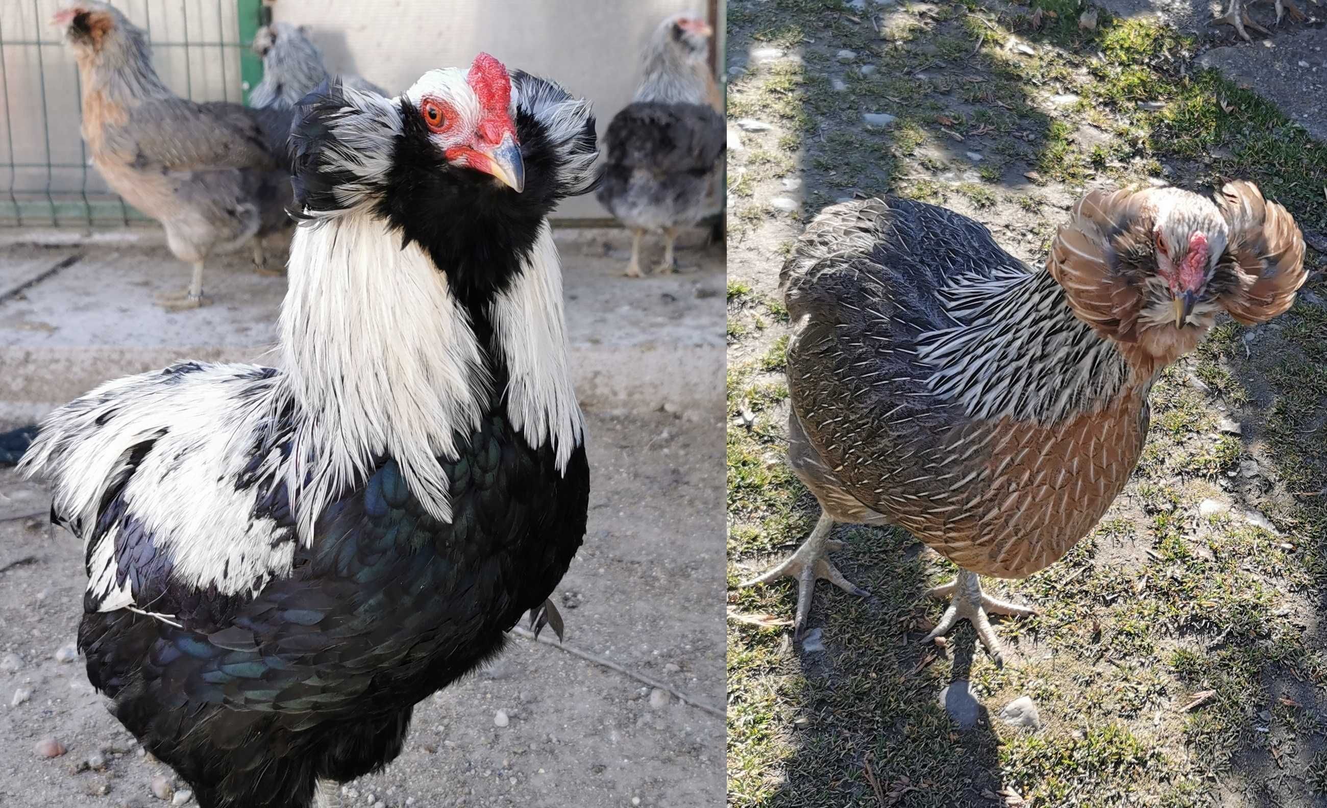 Oua Araucana Argintiu Silver, rasa pura, pasari de expozitie