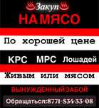 Бычки, коровы, тёлки.