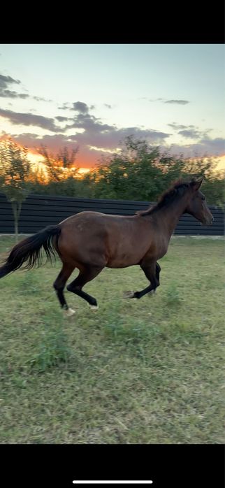 Vand urgen manza tanara de 3 ani