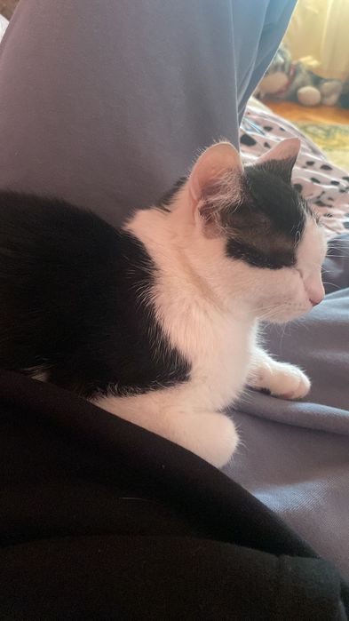 Donez pisica de casa