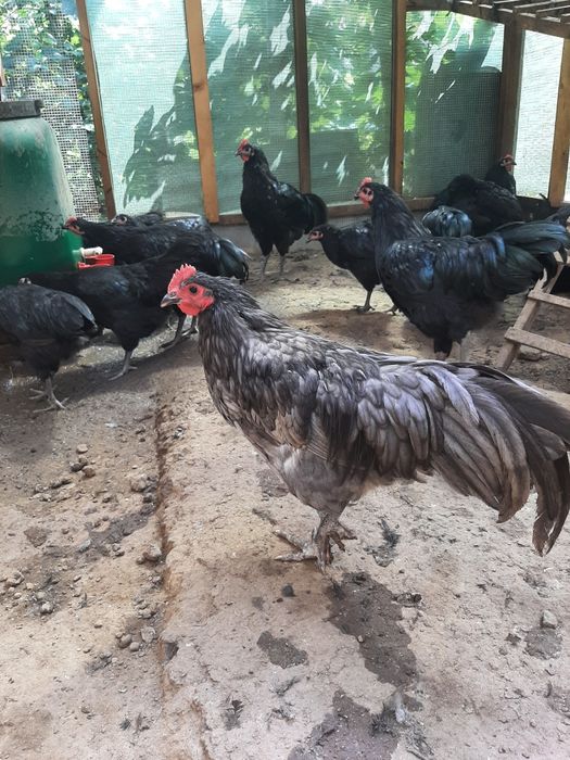 Vând cocoși de australorp nergu și unul albastru
In vârstă de 25 de să