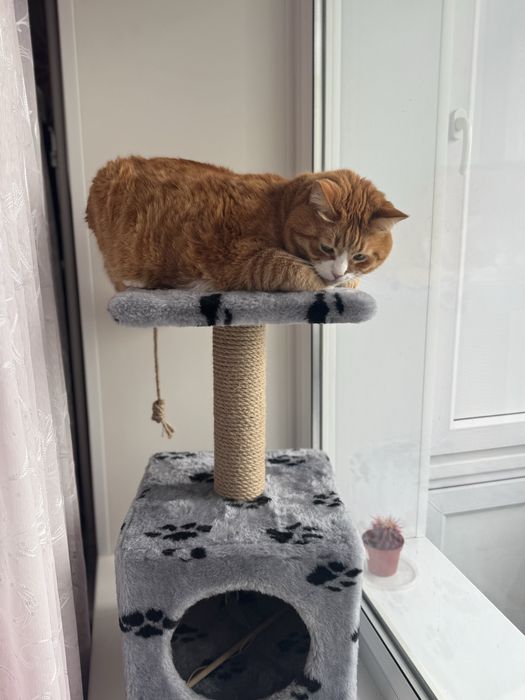 Продам домик для кота