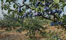 Prune de o calitate superioara cu drasport la domiciliul