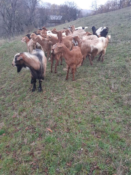 Vand 25 capre si țap
