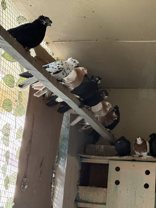 Kaptarla sotiladi kabutar, голубь голуби kaptar