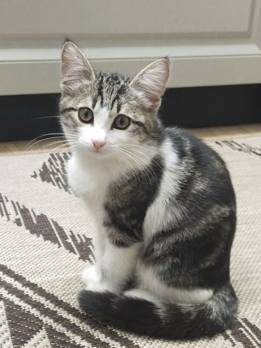 Отдам в добрые руки