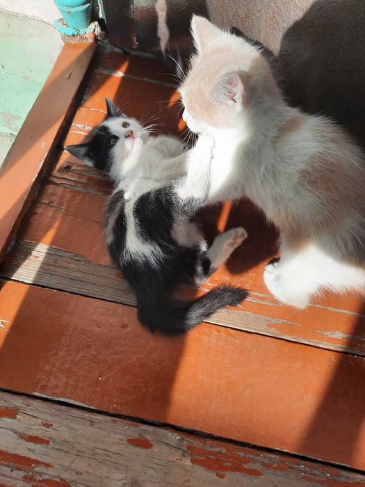 Котята, кошки, мушук, mushuk