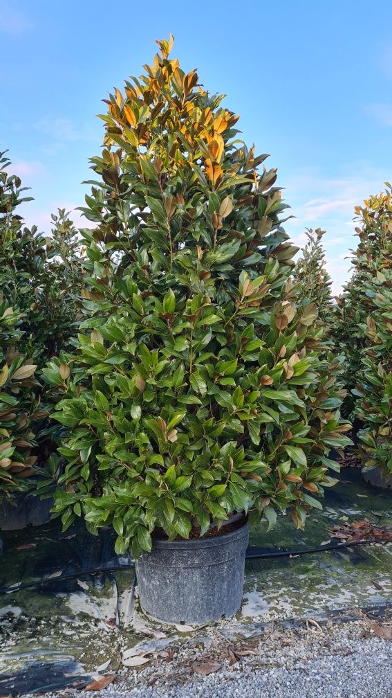 Vindem magnolia grandiflora enupar pe tulpina