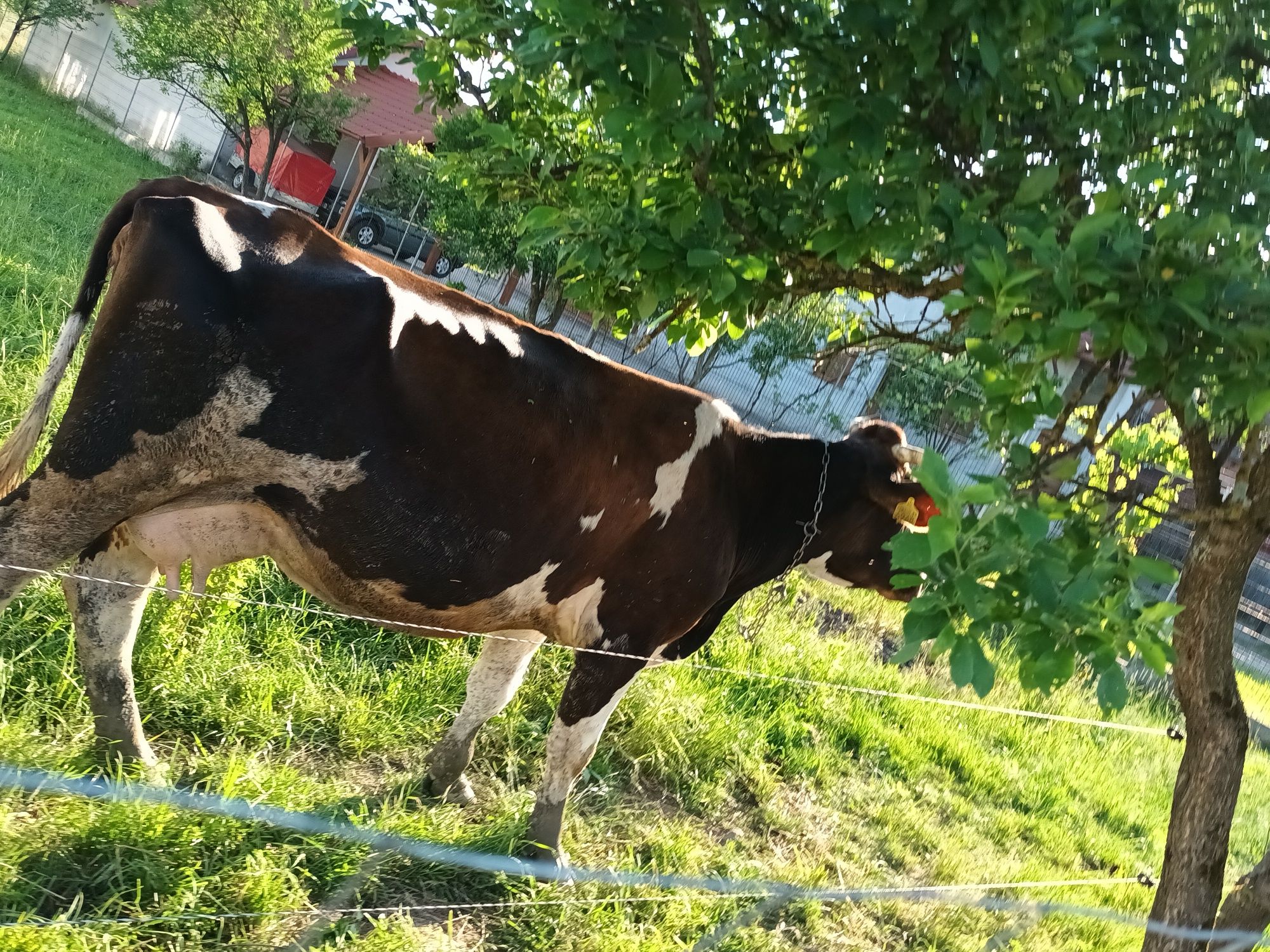 Vaca De vinzare bună de lapte