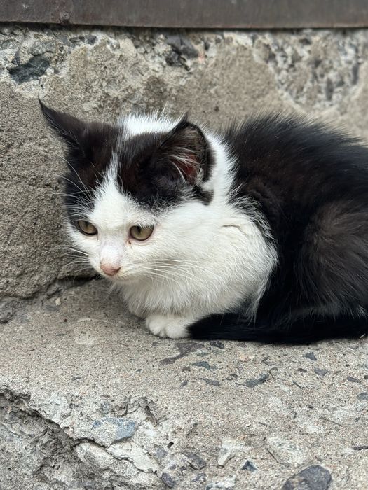 Ищем дом котенку