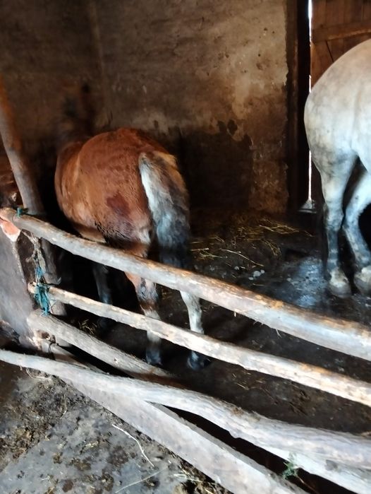 Vand iapa sura de 5 pe 6 ani cu manza de 3 luni