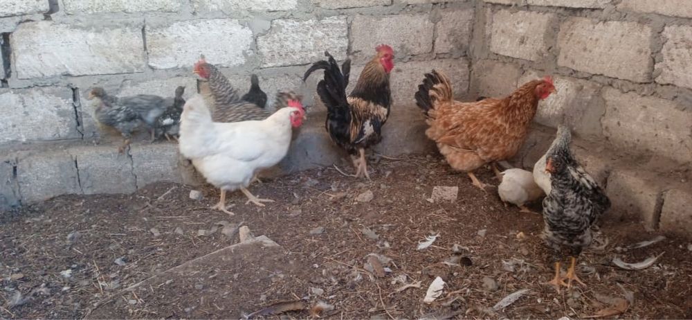 Атеш тауыктар балапандар сатылады