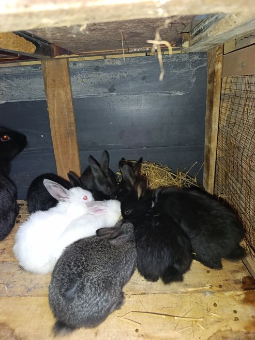 Quyon bolachala 40 kunli